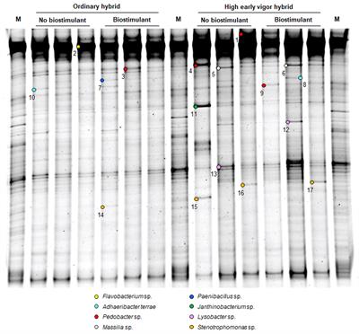 Agronomic strategies to enhance the early vigor and yield of maize. Part I: the role of seed applied biostimulant, hybrid and starter fertilization on rhizosphere bacteria profile and diversity